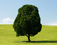 symbol_tree